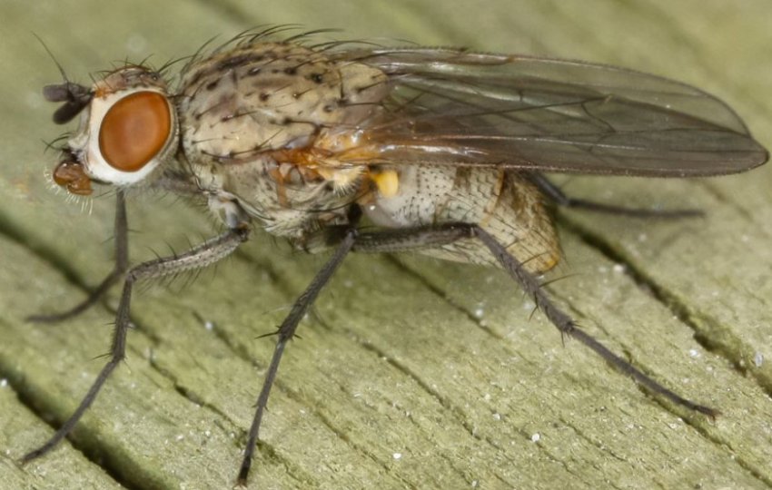 Цибульна муха Цибульна муха