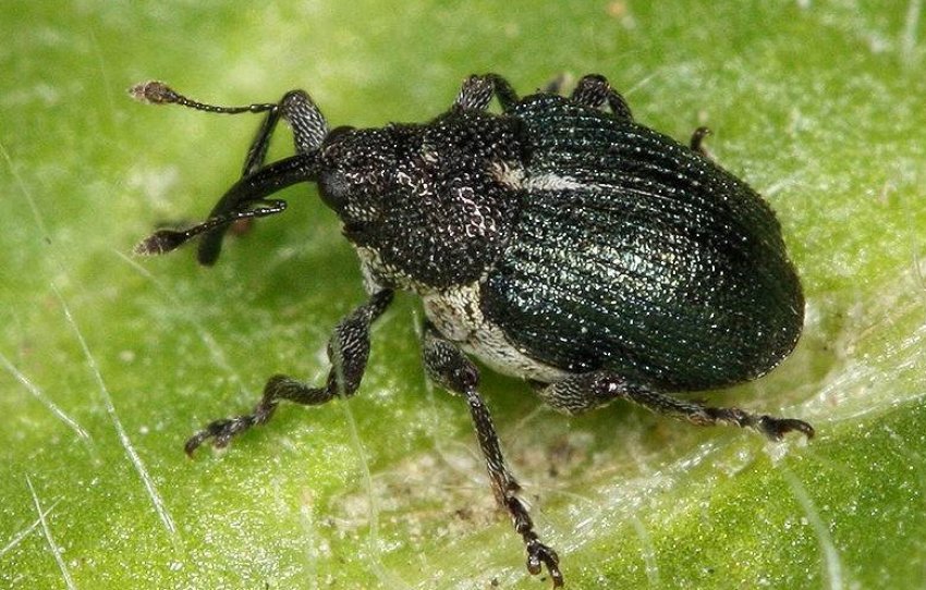 Цибульний довгоносик Цибульний довгоносик