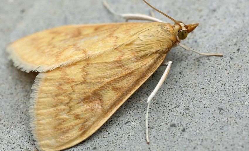 Цибульна огнівка Цибульна огнівка