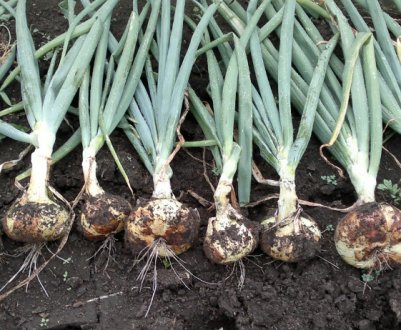 Правила збирання та зберігання цибулі