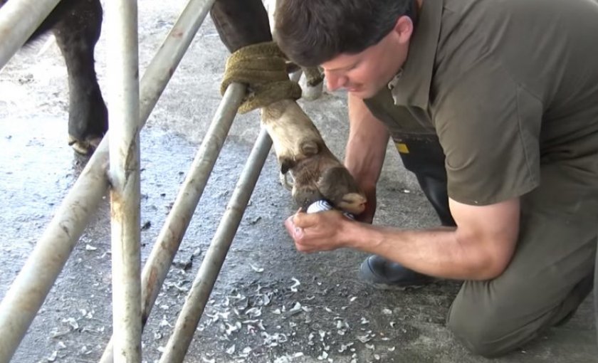 Лечение копыт у коров народными средствами thumbnail