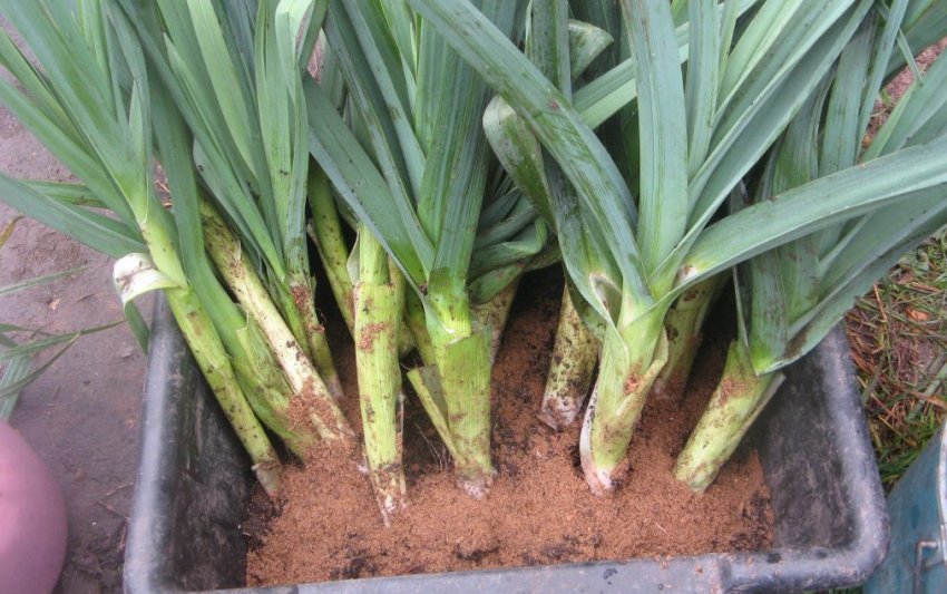 Зберігання в піску