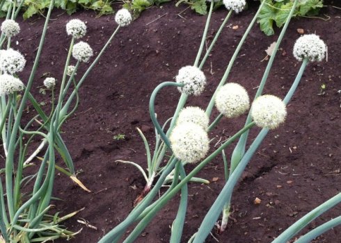 Що робити, якщо цибулю пішов в стрілку?