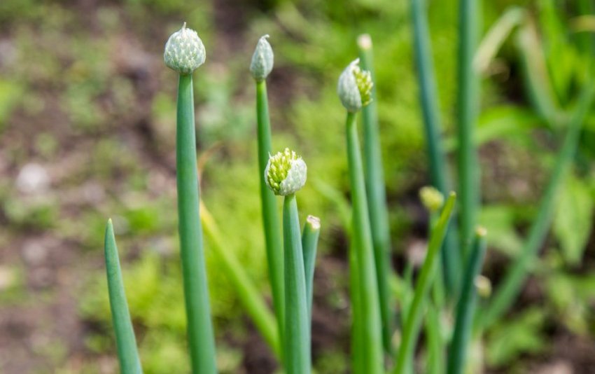 Стрілкування цибулі
