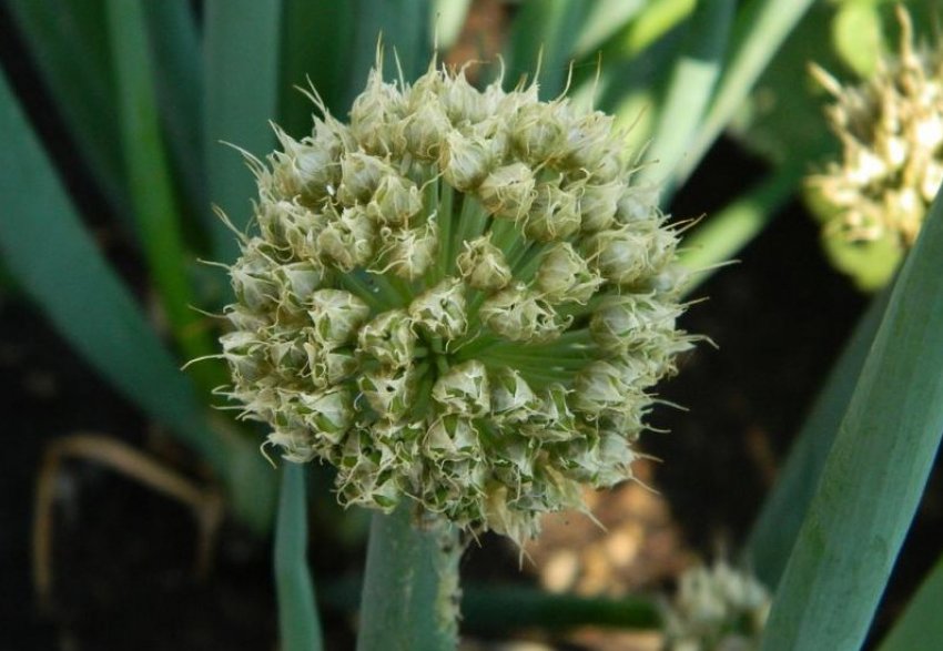 Стрілки цибулі