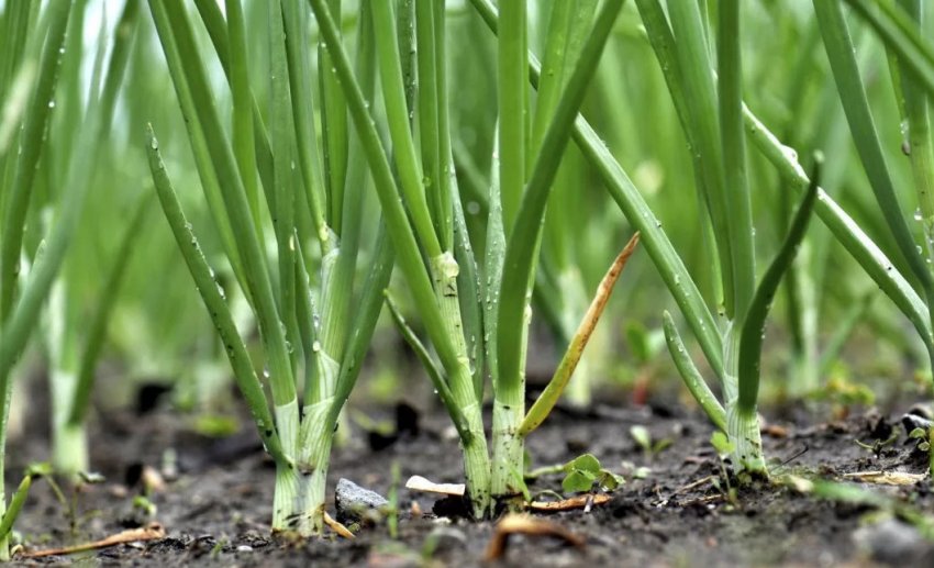 Вирощування цибулі