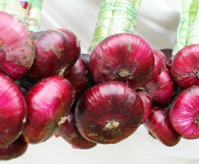 Користь і шкода кримської (ялтинської) лука