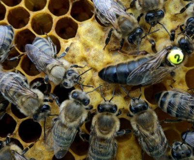 Характеристика особливостей породи бджіл Карніка