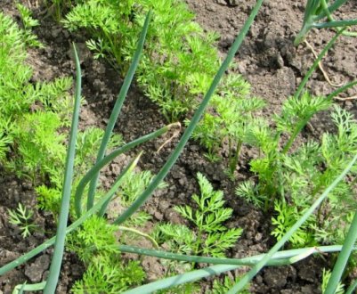 Що на наступний рік можна садити після цибулі?