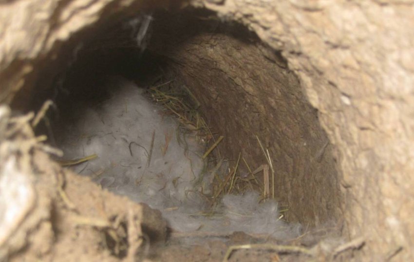 Яма для кроликів Яма для кроликів