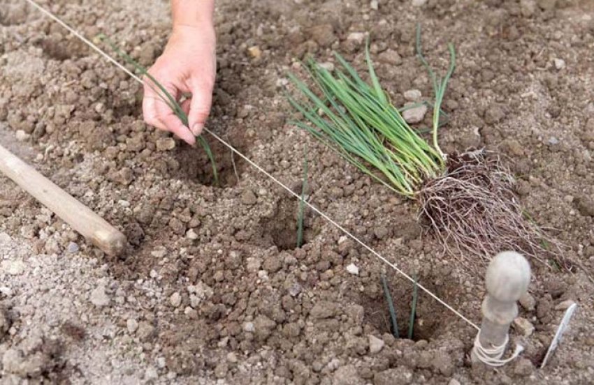Вирощування цибулі-порей Вирощування цибулі-порей
