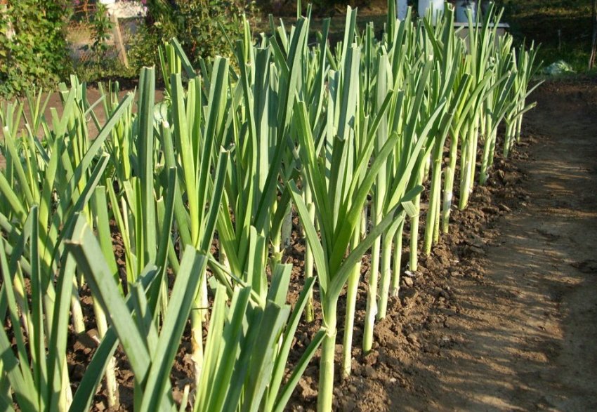 Догляд у відкритому грунті Догляд у відкритому грунті