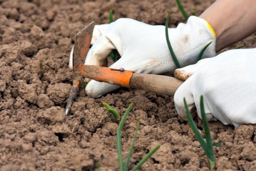 Догляд після посадки