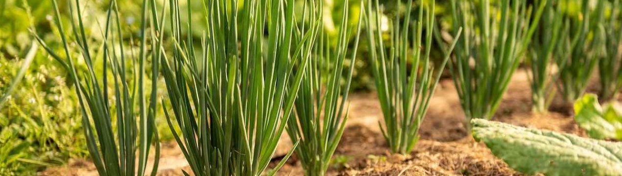 Чим обробляти цибулю перед посадкою під зиму?