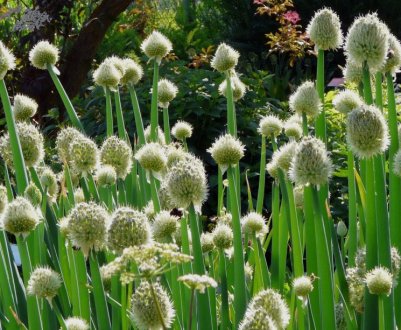 Цибуля батун: опис, посадка, вирощування і догляд