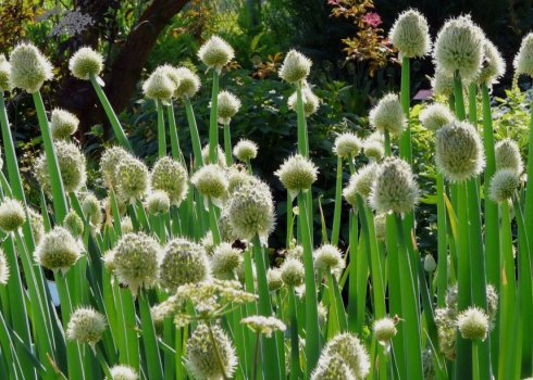 Лук батун: описание, посадка, выращивание и уход