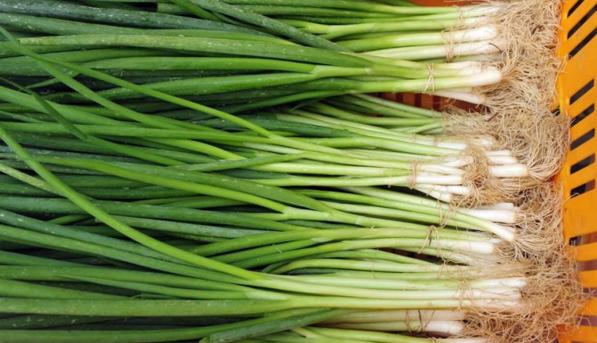 Цибуля батун салатний