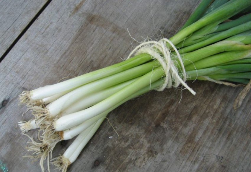 Цибуля-батун квітневий