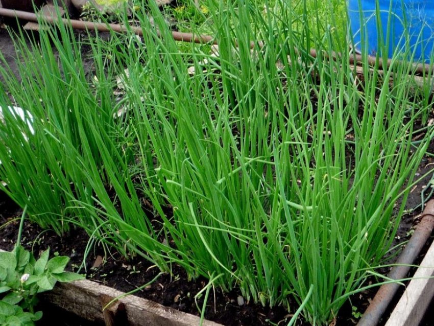 Цибуля-батун Байя Верде