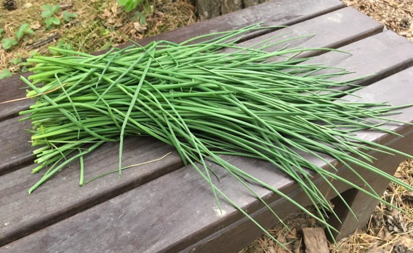 Цибуля-батун байкал