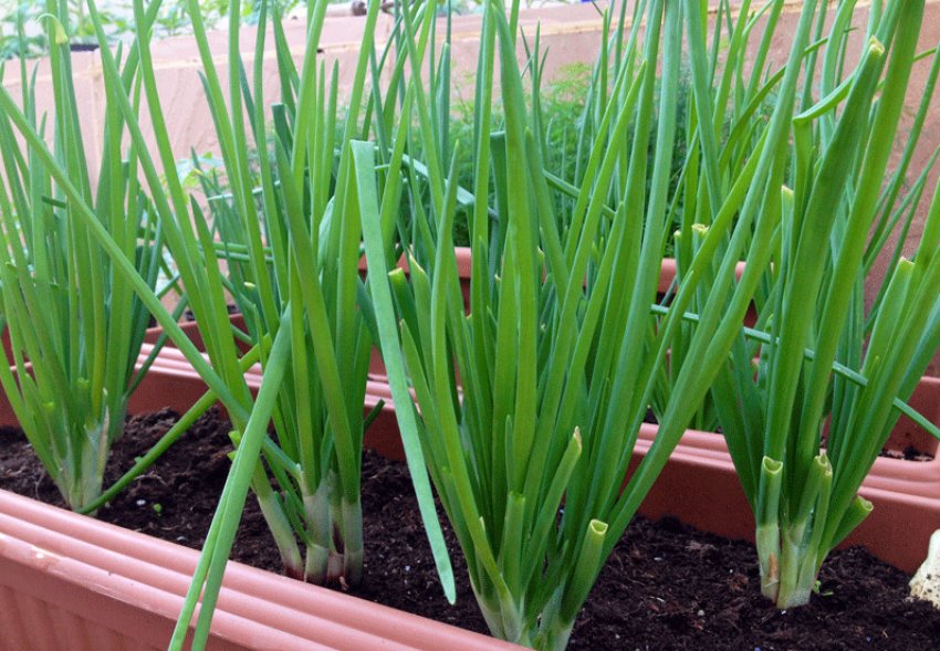 Цибуля-батун Сергійко