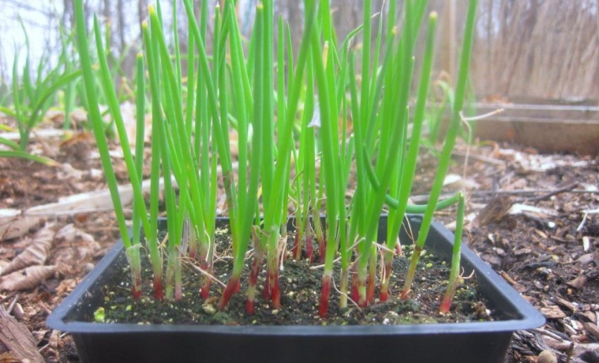 Розсада цибулі-батун