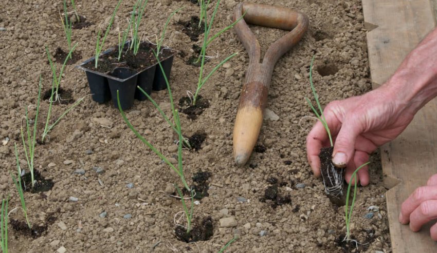 Висадка розсади в грунт
