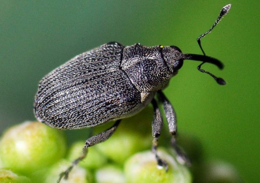 Цибульний довгоносик