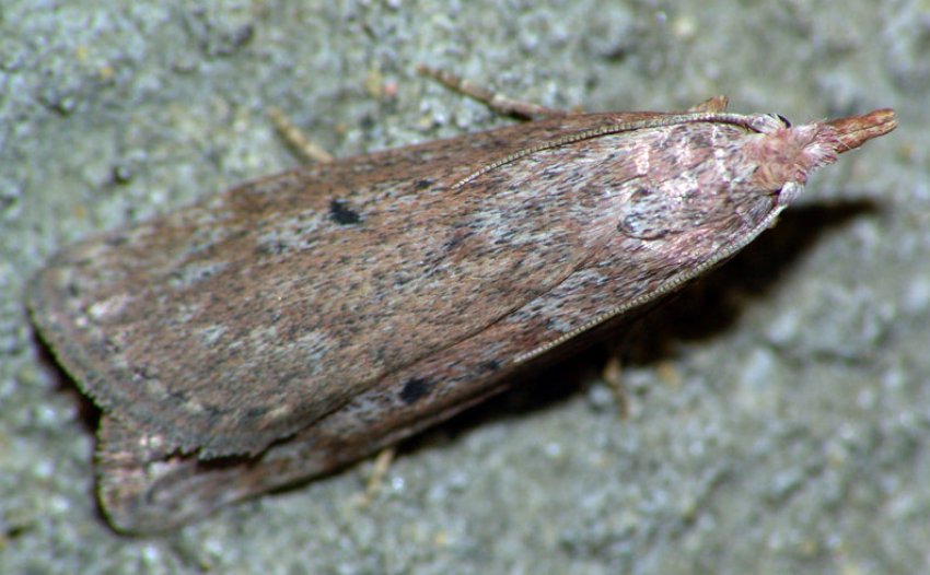 Цибульна огнівка