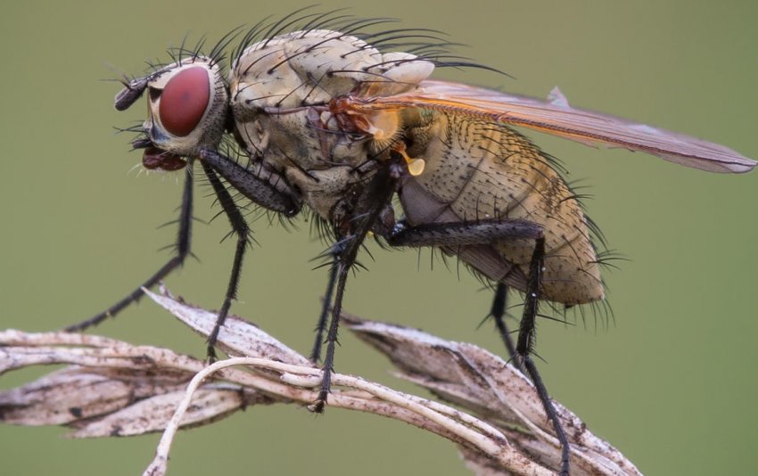 Цибульна муха