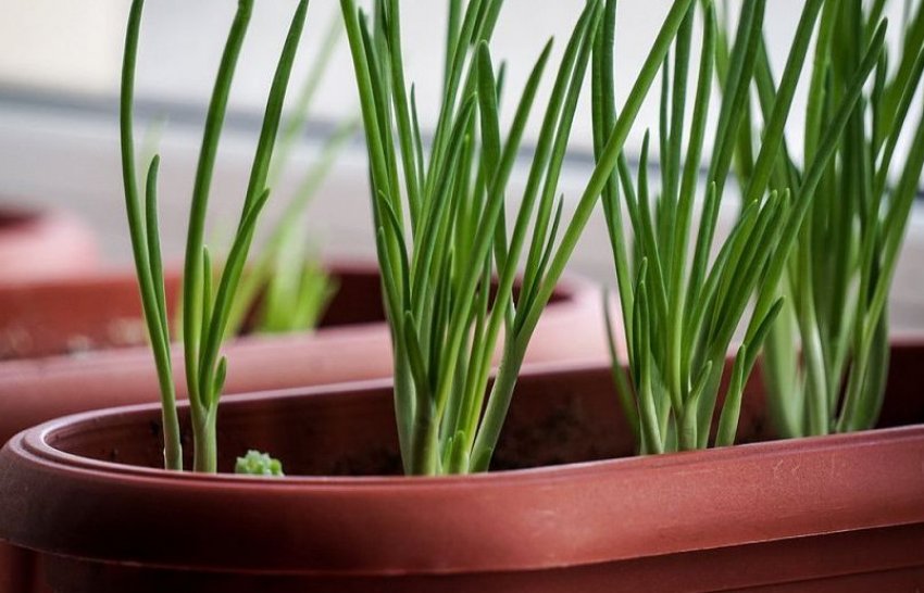 Вирощування на підвіконні