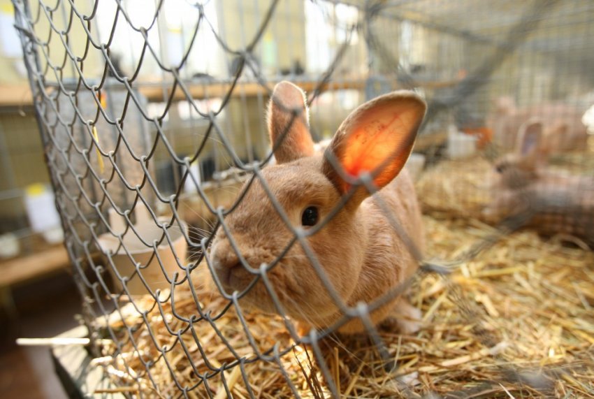 Как лечить понос у домашних кроликов thumbnail