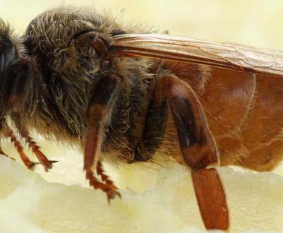 Особливості і опис бджолиної матки