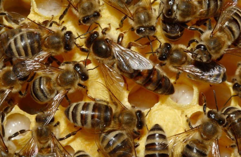 Пчеловодство для начинающих: как выглядит пчелиная матка?