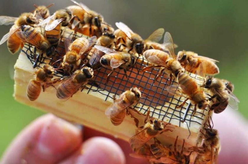 Пчеловодство для начинающих: как выглядит пчелиная матка?