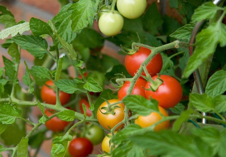 гниют плоды помидор в теплице что делать