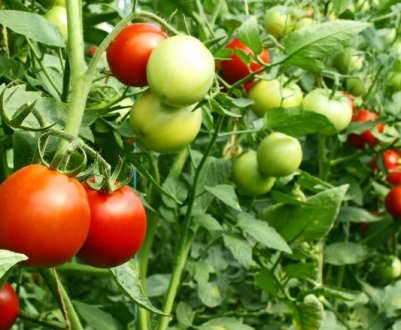 Що робити, якщо помідори в теплиці дрібні?