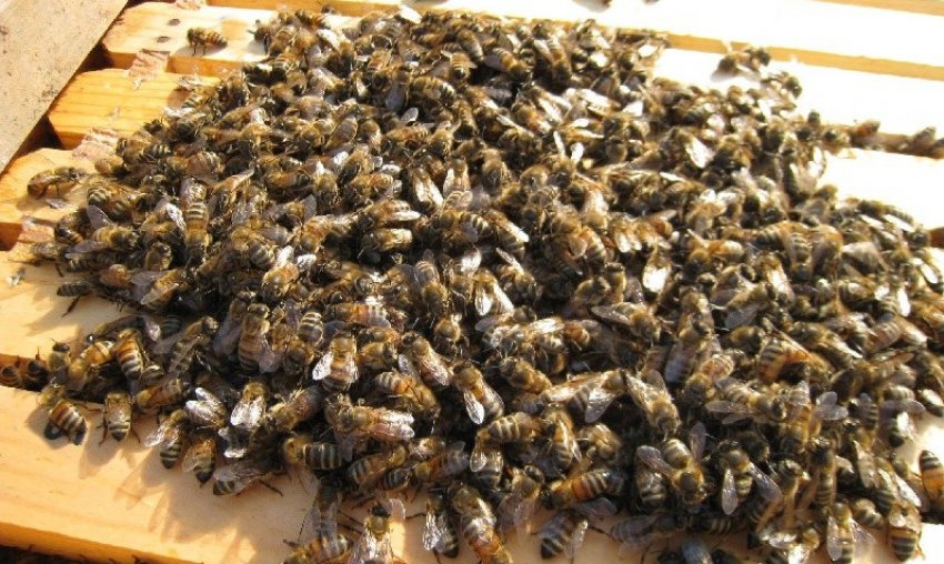 Догляд за бджолами Догляд за бджолами