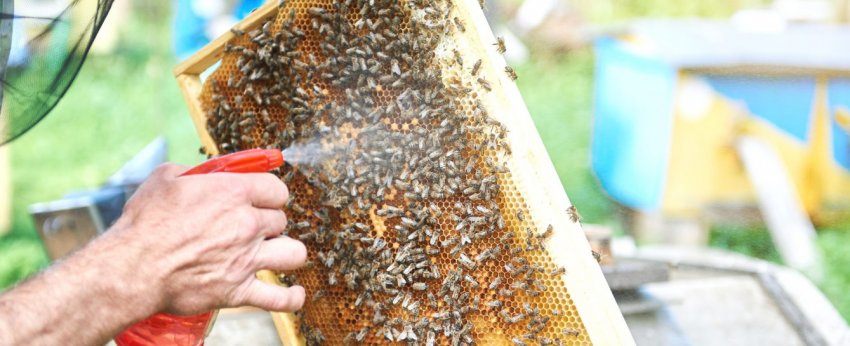 Обробка бджіл Обробка бджіл