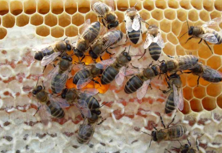 Догляд за бджолами Догляд за бджолами