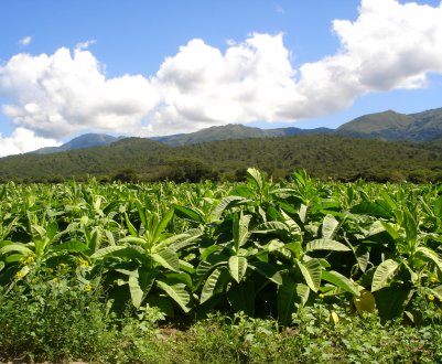 Росія бореться з проблемою тютюнопаління з допомогою далекого прицілу