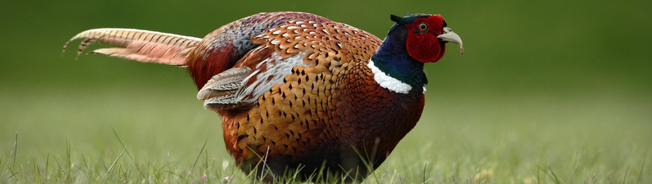 Українець вирощує і відгодовує фазанів для справжніх мисливців