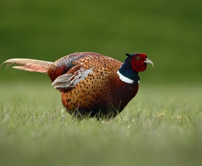 Українець вирощує і відгодовує фазанів для справжніх мисливців