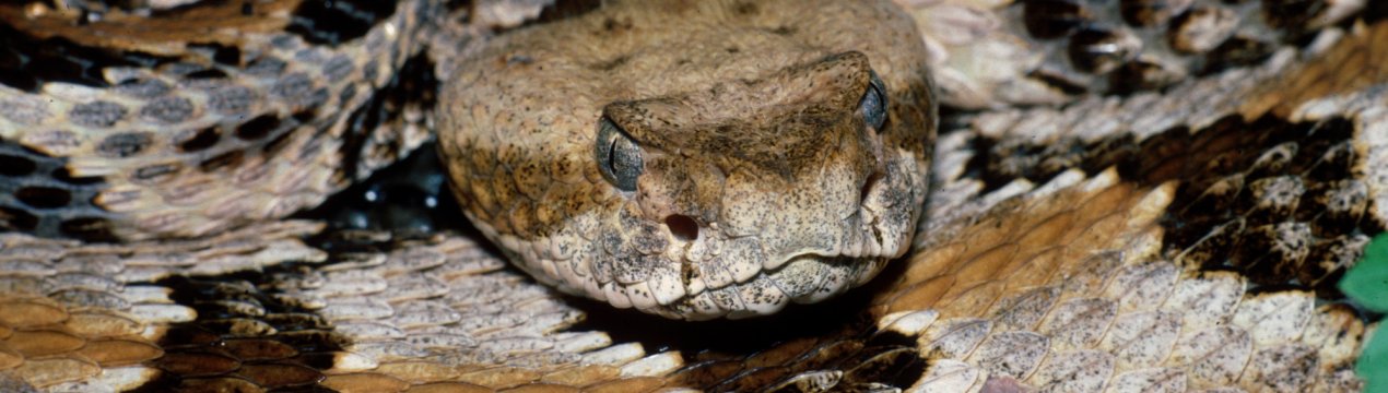 Техаський фермер не підозрював, що містить розплідник гримучих змій