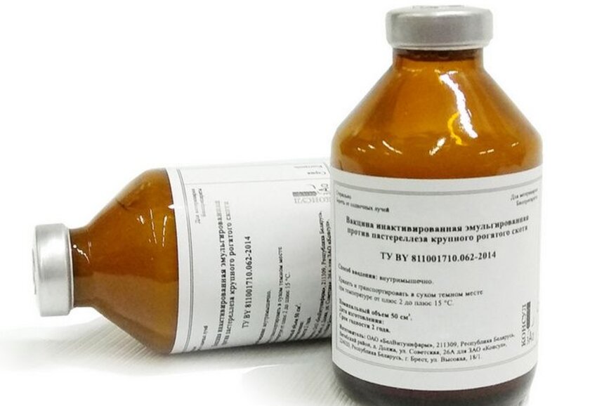 Посадка цибулі