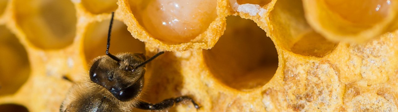 Бджолине маточне молочко: особливості застосування, від чого допомагає і що лікує