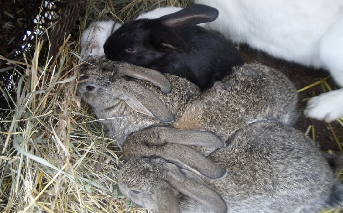 Кролик как отличить. Месячные крольчата. Кролики два месяца. Кролик 3 месяца. Кролики 2-3 месяца.