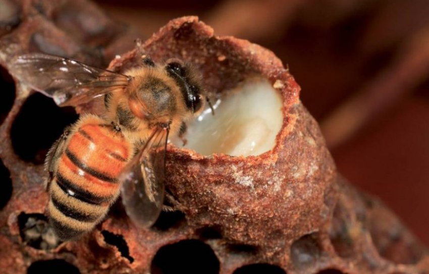 Застосування маточного молочка Застосування маточного молочка