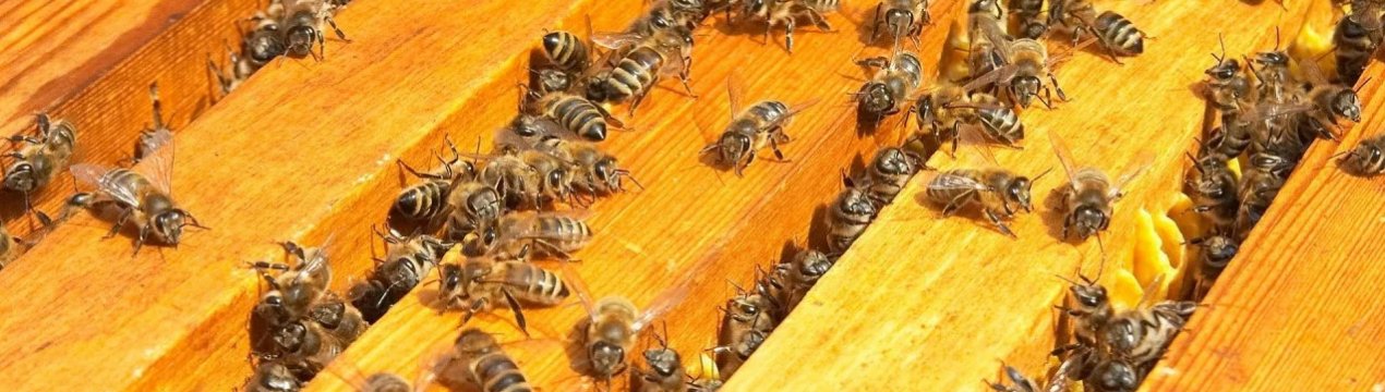 Як ведуть себе бджоли в листопаді