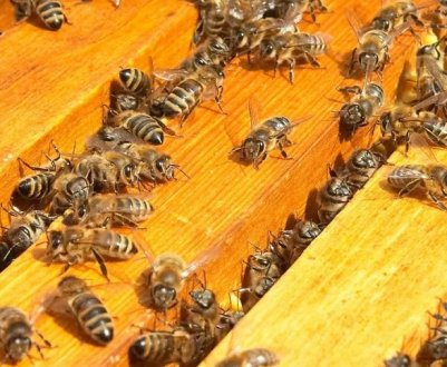 Як ведуть себе бджоли в листопаді